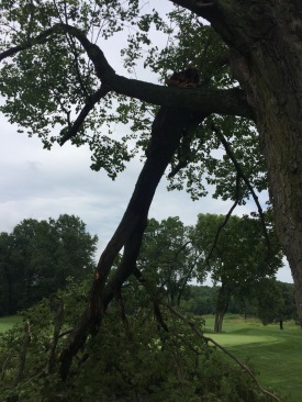 The Maple tree that sits between 10 green and 15 tee took some damage from an overnight storm.